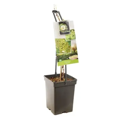 Vitis vinifera Himrod (Druif) fruitplant 65cm - afbeelding 2