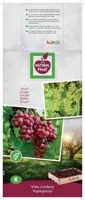 Vitis vinifera 'Katharina' (Druif) fruitplant 60cm - afbeelding 4