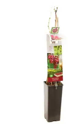 Vitis vinifera 'Katharina' (Druif) fruitplant 60cm - afbeelding 3