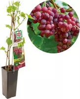 Vitis vinifera 'Katharina' (Druif) fruitplant 60cm kopen?