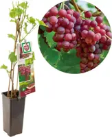 Vitis vinifera 'Katharina' (Druif) fruitplant 60cm - afbeelding 1