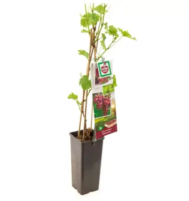 Vitis vinifera 'Katharina' (Druif) fruitplant 60cm - afbeelding 2