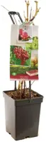 Vitis vinifera 'Katharina' (Druif) fruitplant 65cm - afbeelding 3