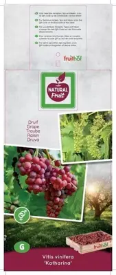 Vitis vinifera 'Katharina' (Druif) fruitplant 65cm - afbeelding 4
