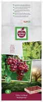 Vitis vinifera 'Katharina' (Druif) fruitplant 65cm - afbeelding 4