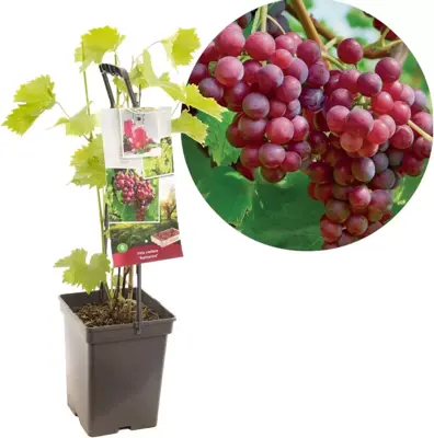 Vitis vinifera 'Katharina' (Druif) fruitplant 65cm - afbeelding 1