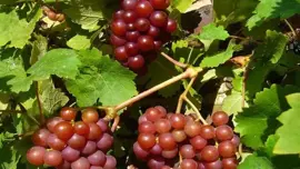 Vitis vinifera 'Katharina' (Druif) fruitplant 65cm - afbeelding 5
