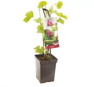 Vitis vinifera 'Katharina' (Druif) fruitplant 65cm - afbeelding 2