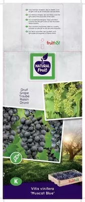 Vitis vinifera 'Muscat Blue' (Druif) fruitplant 150cm - afbeelding 3