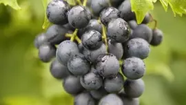 Vitis vinifera 'Muscat Blue' (Druif) fruitplant 150cm - afbeelding 4