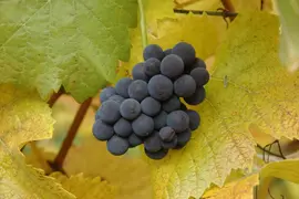 Vitis vinifera 'Muscat Blue' (Druif) fruitplant 60cm - afbeelding 7