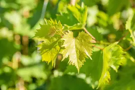 Vitis vinifera 'Muscat Blue' (Druif) fruitplant 60cm - afbeelding 8
