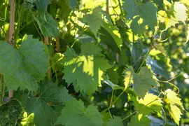 Vitis vinifera 'Muscat Blue' (Druif) fruitplant 60cm - afbeelding 9