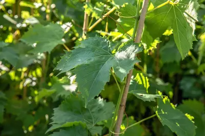 Vitis vinifera 'Muscat Blue' (Druif) fruitplant 60cm - afbeelding 10
