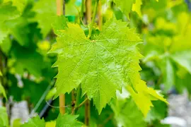 Vitis vinifera 'Muscat Blue' (Druif) fruitplant 60cm - afbeelding 11