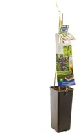 Vitis vinifera 'Muscat Blue' (Druif) fruitplant 60cm - afbeelding 3