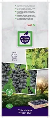 Vitis vinifera 'Muscat Blue' (Druif) fruitplant 60cm - afbeelding 4