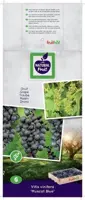 Vitis vinifera 'Muscat Blue' (Druif) fruitplant 60cm - afbeelding 4