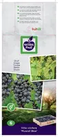Vitis vinifera 'Muscat Blue' (Druif) fruitplant 60cm - afbeelding 4