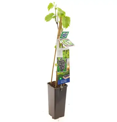 Vitis vinifera 'Muscat Blue' (Druif) fruitplant 60cm - afbeelding 2