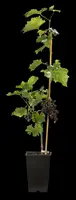 Vitis vinifera 'Muscat Blue' (Druif) fruitplant 60cm - afbeelding 13