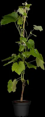 Vitis vinifera 'Muscat Blue' (Druif) fruitplant 60cm - afbeelding 6