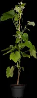Vitis vinifera 'Muscat Blue' (Druif) fruitplant 60cm - afbeelding 6