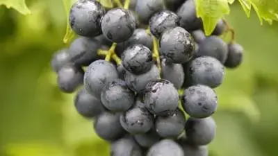 Vitis vinifera 'Muscat Blue' (Druif) fruitplant 60cm - afbeelding 5