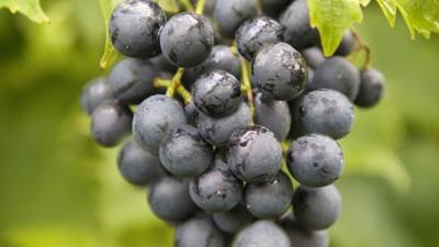 Vitis vinifera 'Muscat Blue' (Druif) fruitplant 60cm - afbeelding 5