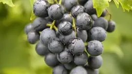 Vitis vinifera 'Muscat Blue' (Druif) fruitplant 60cm - afbeelding 5