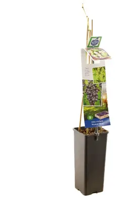 Vitis vinifera 'Muscat Blue' (Druif) fruitplant 60cm - afbeelding 3
