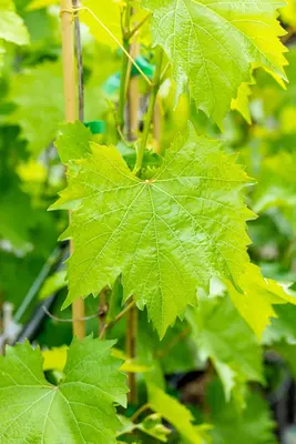 Vitis vinifera 'Muscat Blue' (Druif) fruitplant 60cm - afbeelding 12