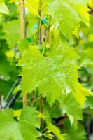 Vitis vinifera 'Muscat Blue' (Druif) fruitplant 60cm - afbeelding 12