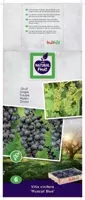 Vitis vinifera 'Muscat Blue' (Druif) fruitplant 65cm - afbeelding 4