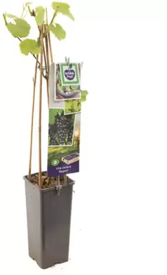 Vitis vinifera 'Regent' (Druif) fruitplant 60cm - afbeelding 2