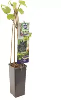 Vitis vinifera 'Regent' (Druif) fruitplant 60cm - afbeelding 2