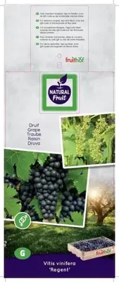 Vitis vinifera 'Regent' (Druif) fruitplant 60cm - afbeelding 4
