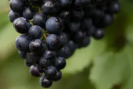 Vitis vinifera 'Regent' (Druif) fruitplant 65cm - afbeelding 4