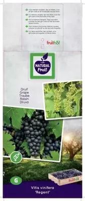 Vitis vinifera 'Regent' (Druif) fruitplant 65cm - afbeelding 3