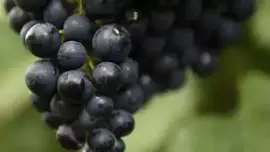 Vitis vinifera 'Regent' (Druif) fruitplant 65cm - afbeelding 4