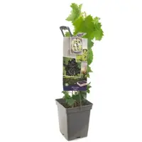 Vitis vinifera 'Regent' (Druif) fruitplant 65cm - afbeelding 1
