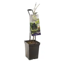 Vitis vinifera 'Regent' (Druif) fruitplant 65cm - afbeelding 2