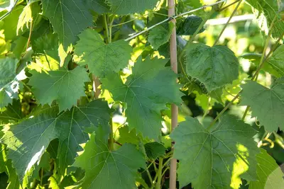 Vitis vinifera 'Regent' (Druif) fruitplant 80cm - afbeelding 4