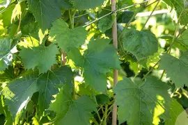 Vitis vinifera 'Regent' (Druif) fruitplant 80cm - afbeelding 4