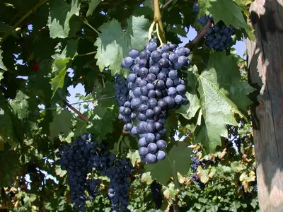 Vitis vinifera 'Regent' (Druif) fruitplant 80cm - afbeelding 3