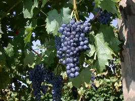 Vitis vinifera 'Regent' (Druif) fruitplant 80cm - afbeelding 3