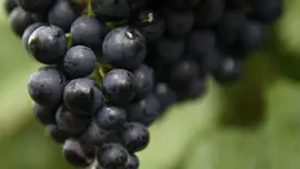 Vitis vinifera 'Regent' (Druif) fruitplant 80cm - afbeelding 2