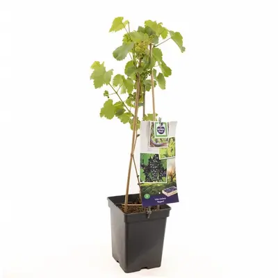 Vitis vinifera 'Regent' (Druif) fruitplant 80cm - afbeelding 1