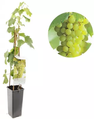 Vitis vinifera 'Solaris' (Druif) fruitplant 60cm - afbeelding 1