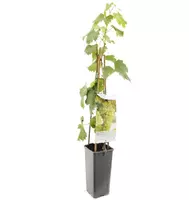 Vitis vinifera 'Solaris' (Druif) fruitplant 60cm - afbeelding 2